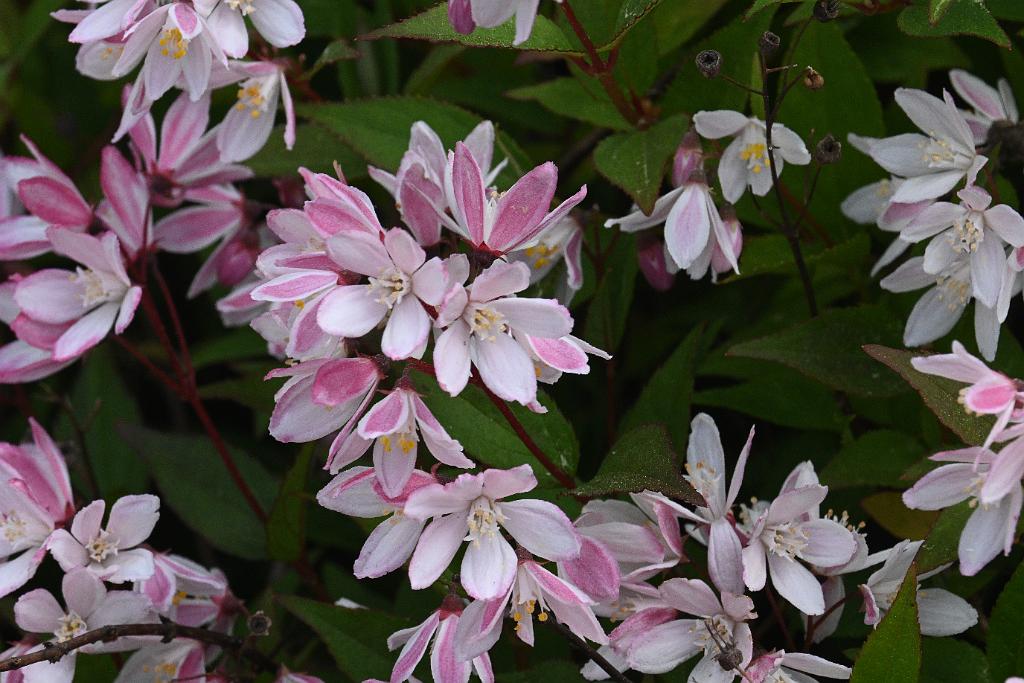 2025-06018775 Acton Arboretum, MA.JPG - Deutzia. Acton Arboretum, MA, 6-1-2025